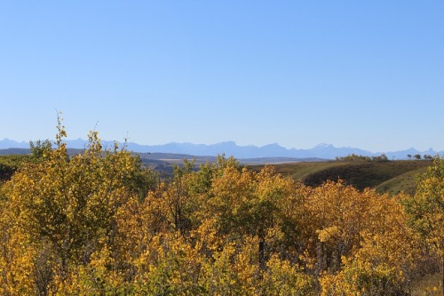 Alberta snapshot: Glenbow Ranch Provincial Park. The leaves are turning so quickly this year! &