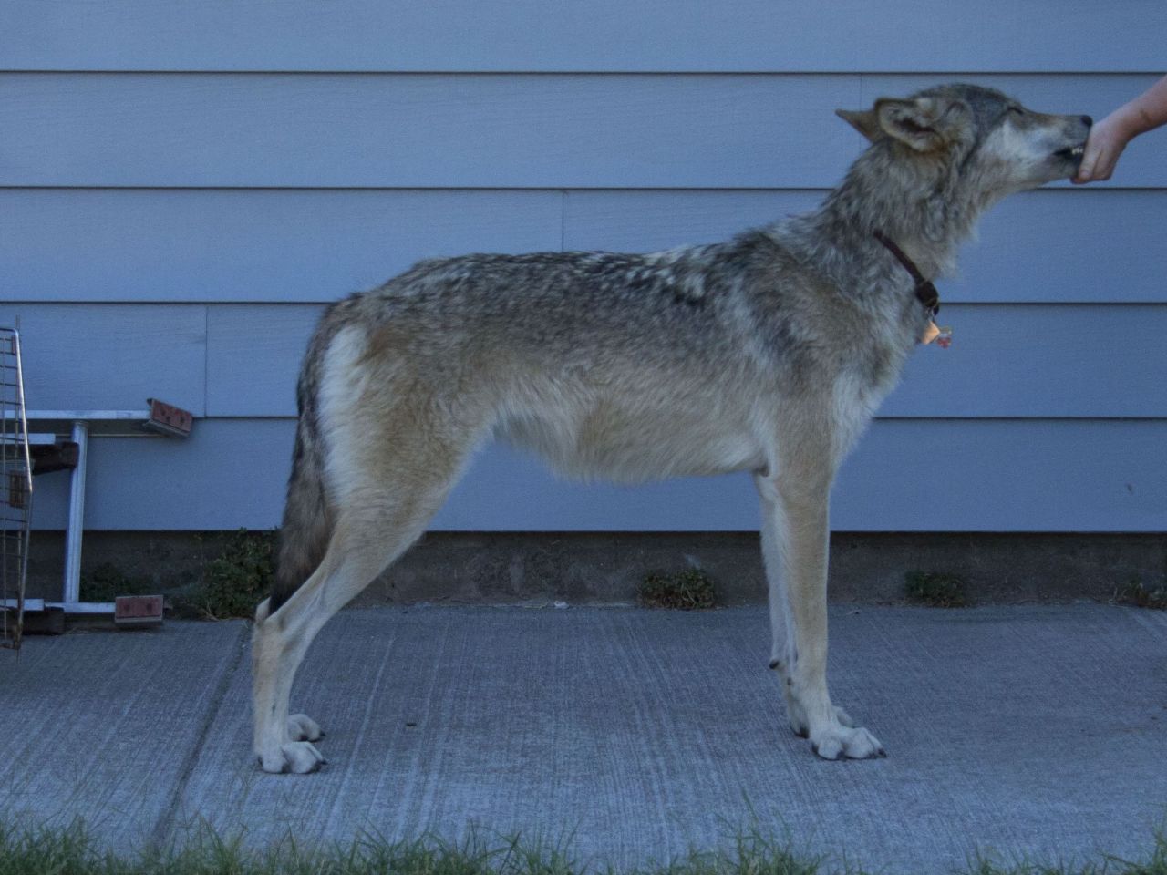 Awkward teenager in summer coat lmao. Pic from July 2021 at about 15 months old. 