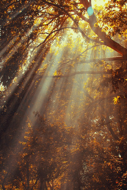 earthyday:  Autumn Forest  by Shahin Hemmati 