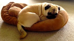 harrythepug:  Harry insists on lying on his bed, even when it’s scrunched up. He’s such a trooper!