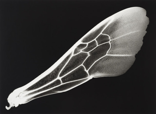 iamjapanese:  gacougnol:  Kazuyuki SoenoFossil of Light  SOENO Kazuyuki （添野 和幸 Japanese, b.1968） 
