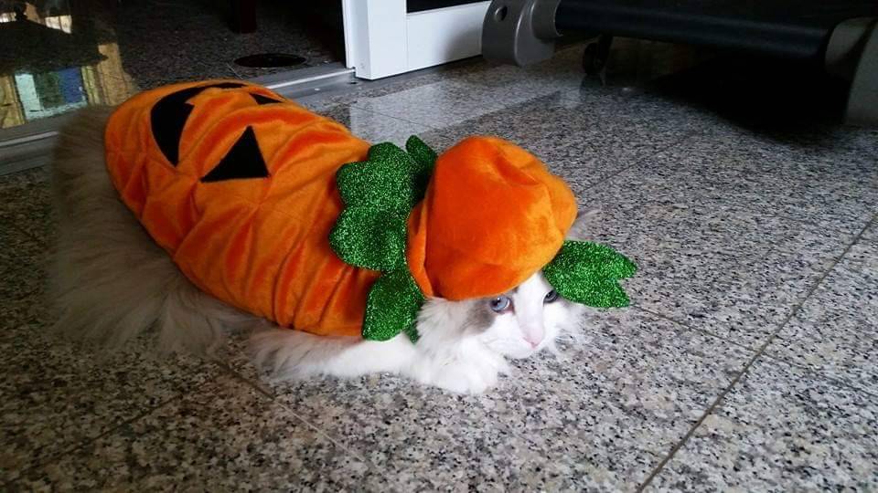 Porn photo my-little-loves:Bert as a scaredy pumpkin