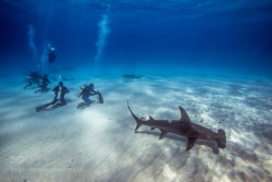 socialfoto:  The Great Hammerhead Great hammerhead