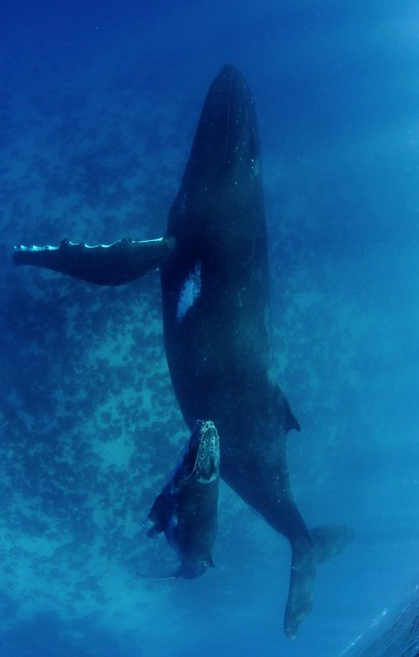 thelovelyseas:  humpbacks in tonga by Shawn Heinrichs