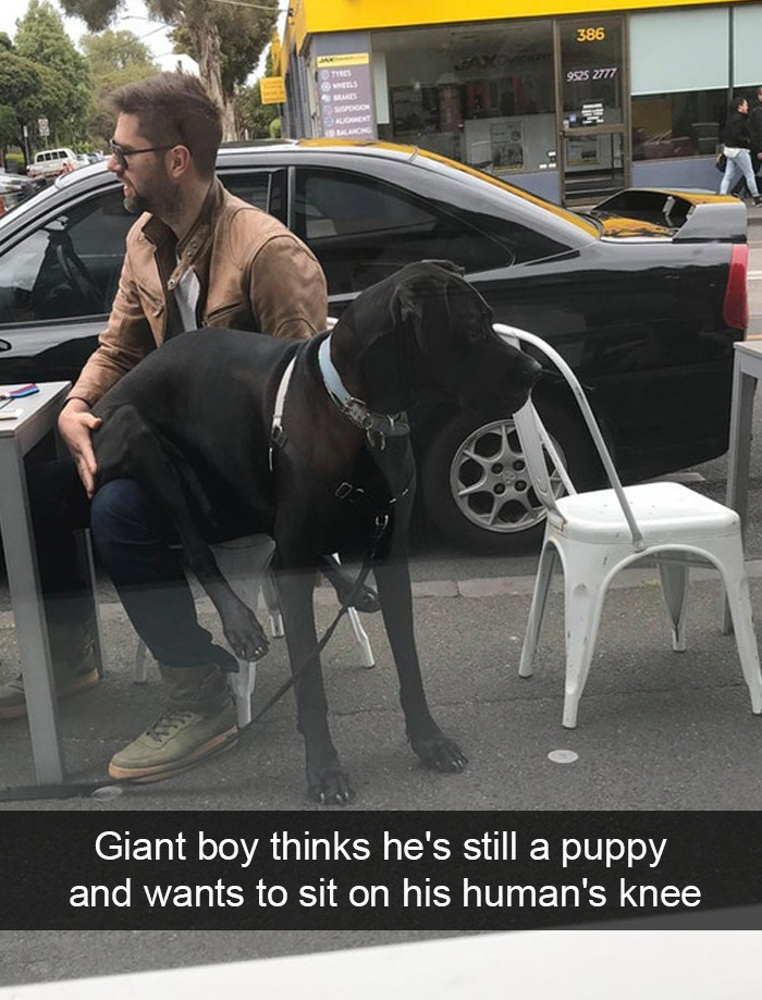 babyanimalgifs:  Dog snapsvia @animalsnaps