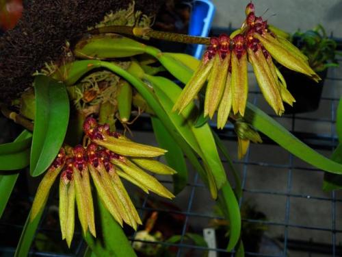 Bulbophyllum picturatum.Orchidaceae: Bulbophyllinae.By mattintrees. [x]