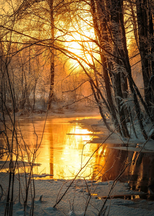 coiour-my-world:Forest Creek ~ Lauri Lohi