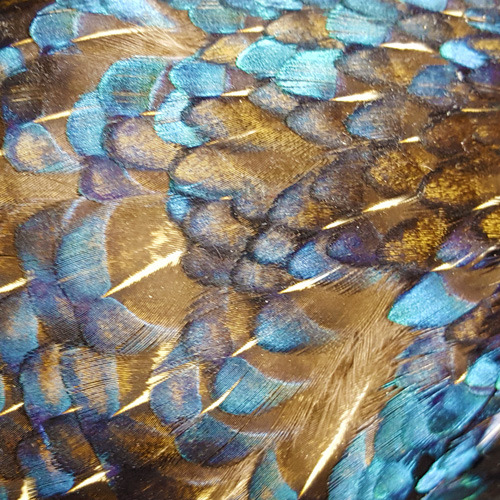 vultureculturecoyote:A selection of bird feather closeups. From left to right:Pigeon, golden plover,