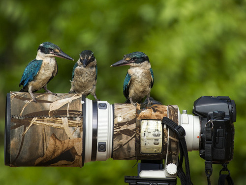 djferreira224:Alpha 900 by yanen31 on Flickr.The Blue-and-white Kingfisher (Todiramphus diops) is a 