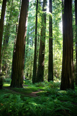 wanderthewood:  Redwood grove along the Avenue of Giants, Humboldt Redwoods State Park, California by Lissa** 
