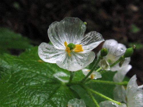 itscolossal:The “Skeleton Flower” Turns From White to Translucent When Exposed to Water