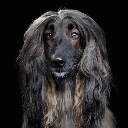 memewatney69:did-you-kno:mymodernmet:Intimate Animal Portraits Capture Unique Quirks and Personalities of Cats, Dogs, and HorsesIf you took portraits of my dogs, one of them would look majestic, regal, and wise from every angle, and the other would look