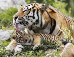 phototoartguy:  Siberian tiger cubs charm