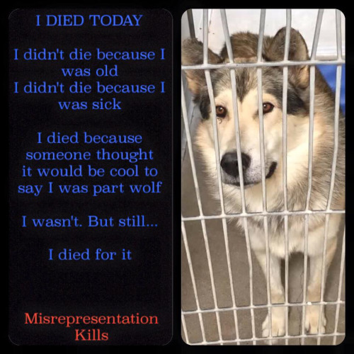 Proper Wolfdog Care