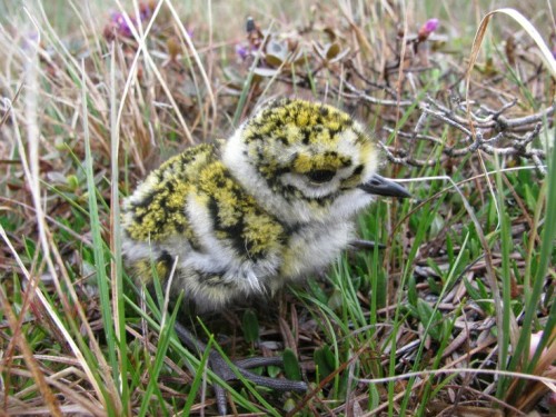 little-witchys-cottage:I give you moss birdiesThey are actaully called golden plovers