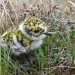 little-witchys-cottage:I give you moss birdiesThey are actaully called golden plovers