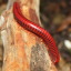 psammodesmus-bryophorus