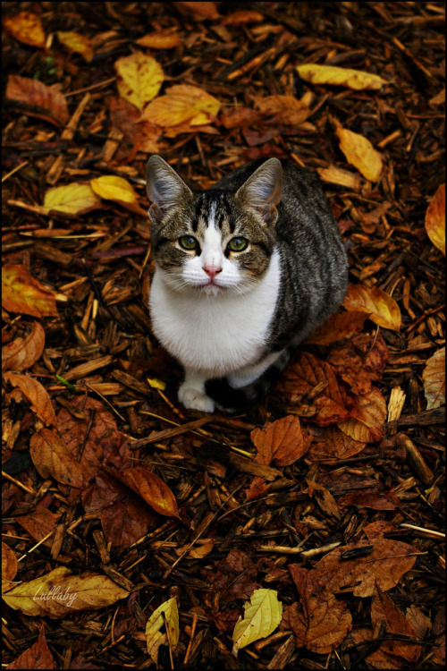 Otoño gatuno (by Lullaby DT)