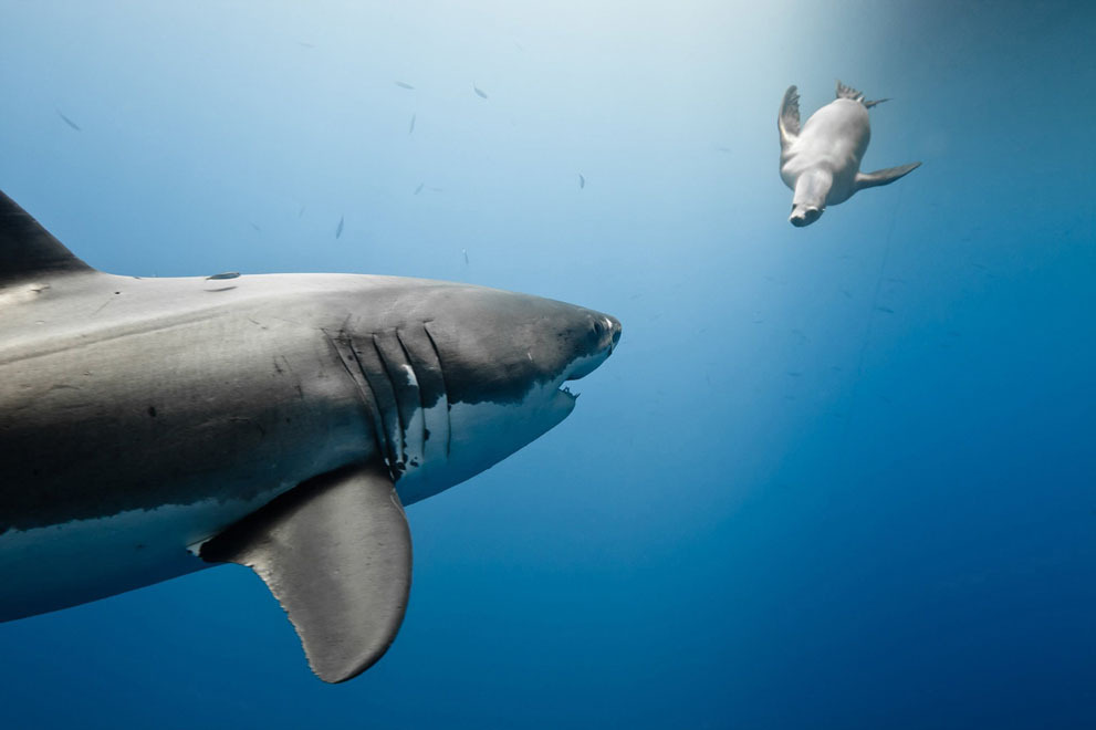 nevver:  2014 NatGeo Photo Contest in Focus 