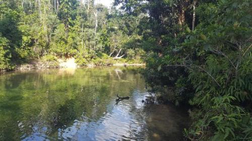 Day 3 and we’re at Alligators nest near Tully QLD. It’s an oasis nestled in the rainforest. I feel right at home here and am loving it. I feel so chilled out! Feeling the love and having a great time with friends that I haven’t seen