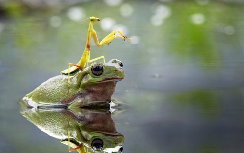 thepredatorblog:  allcreatures:    According to the photographer, the pond crossing took 10 minutes, with the frog depositing the mantis safely on the other side.  Picture: Nordin Seruvan-SOLENT NEWS (via Pictures of the day: 29 July 2013 - Telegraph)