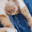 dinkycat