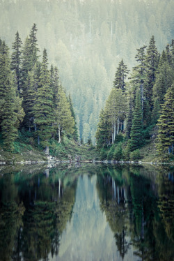 the-forces-of-nature:   	Green Trees by Jayson McIvor     