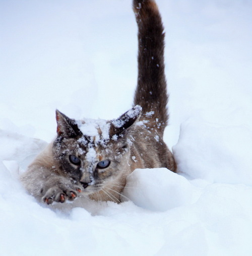 catsbeaversandducks:  10 Cats Who Would Love to Move to Brazil Photos via postomania.ru 