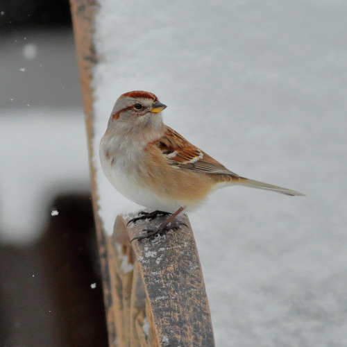 A sparrow watches as the world gets buried under snow. 