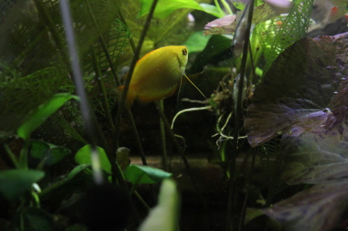 one of my female honey gouramis