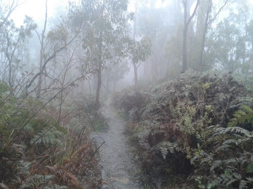 plantf0x: mount loftey summit, august