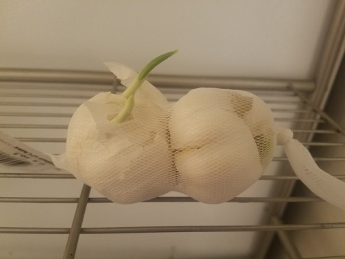 I think it’s time to plant my garlic.
