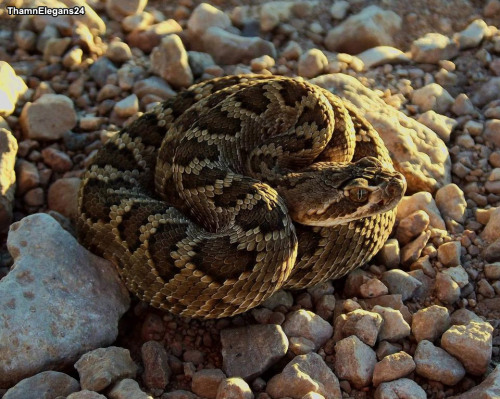 Annual ArizonaField Herp Forum -A user shares a fantastic “year in review” thread with the best of t