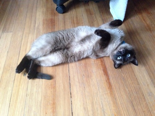 adventuringbeans:“Mom, I need a belly rub. Look how cute I am being. I deserve it”