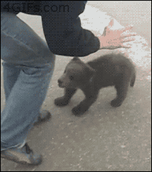chanchouyui:  Terrible ataque de un oso a una persona…