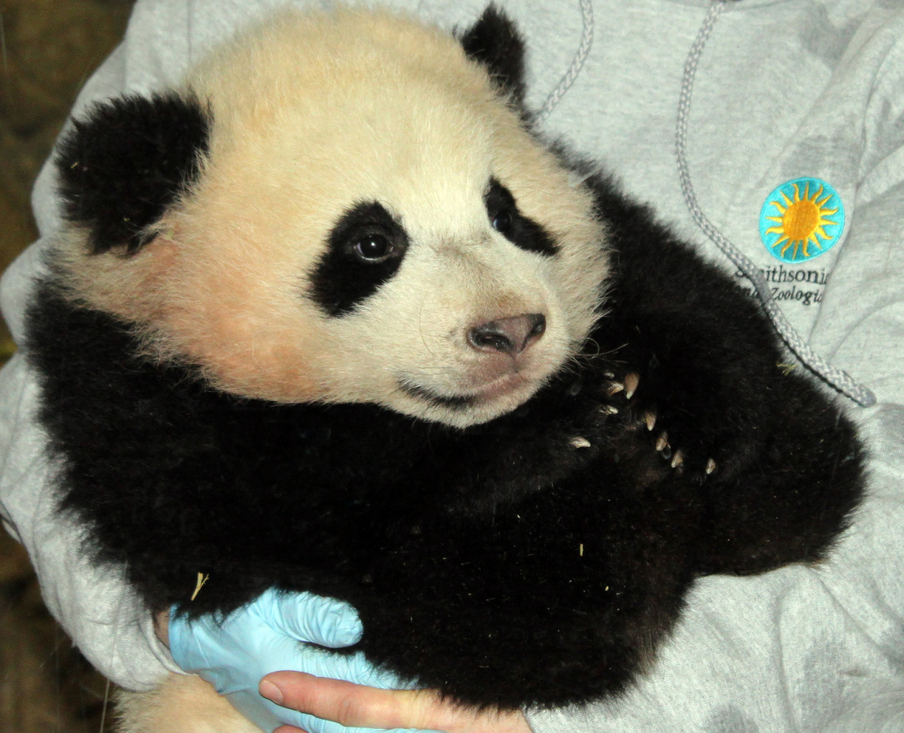 giantpandaphotos:  Bao Bao at the National Zoo in Washington D.C. on February 14,