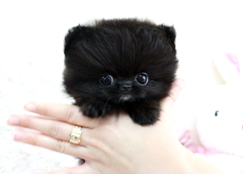 jewce: perfectdogs: Do you want a tiny or healthy dog? You might all have heard about teacups and th