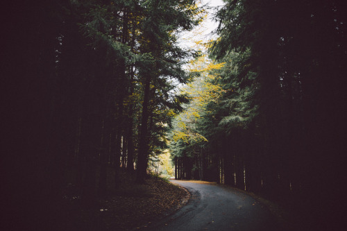 { Autumn Wandering }