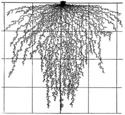 nemfrog:  Paspalum setaceum.  Root development