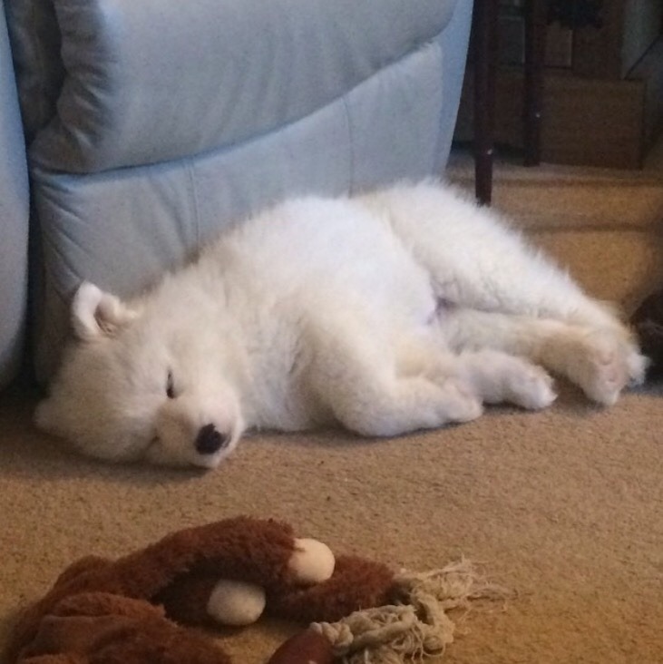 cloudthesamoyed: HAPPY 2ND BIRTHDAY CLOUD (25th dec) !!!!!!! you have grown up so
