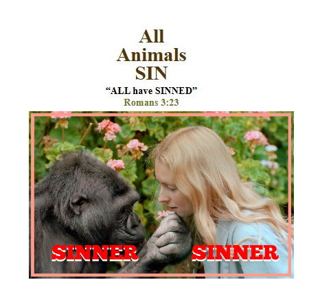 In 1971 At The San Francisco Zoo, Penny Patterson, A Young Graduate Student In Psychology At Stanford
