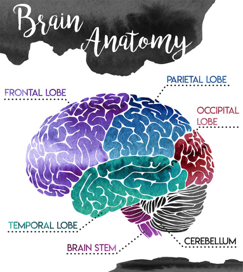 the-art-of-medicine - Brain AnatomyCerebellum - located at the...