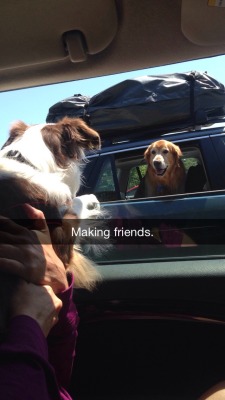 rawrsaysreptar:  My puppy was making friends