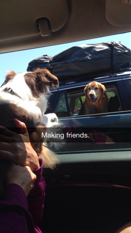 rawrsaysreptar:  My puppy was making friends when we were stuck in traffic. 