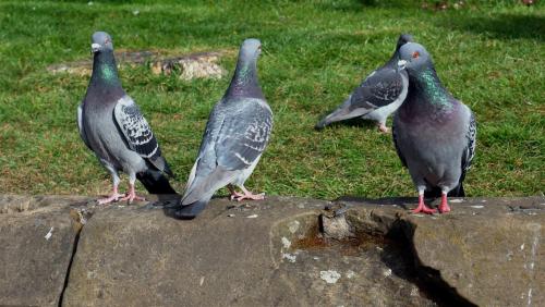 Freedom of the City.But where are the food crumbs?