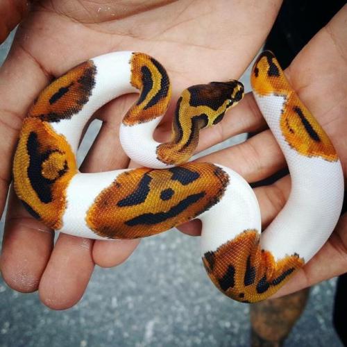 A snake with a jack-o&rsquo;-lantern on its back!