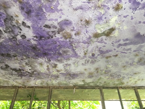 Ceiling of a public toilet, northern Peru, 2016