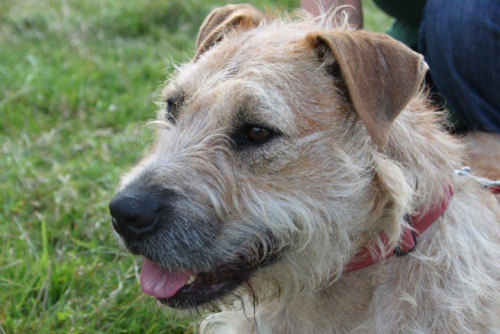 animalcharitiesuk:Dog of the DayScruff, from Leicester Animal Rescue. Click here for more info on ad