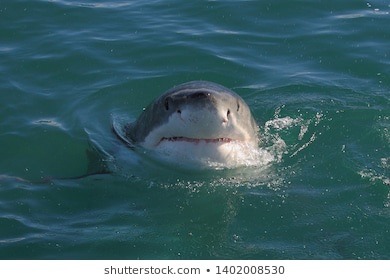 hellolovelyscientist:nikosaurushex:naomster:thatsociallyawkwardfan:silverhawk: i think one of my fave shark facts is this thing that some species of sharks do where they sorta peek their heads out of the water to see whats above the surface…..its called