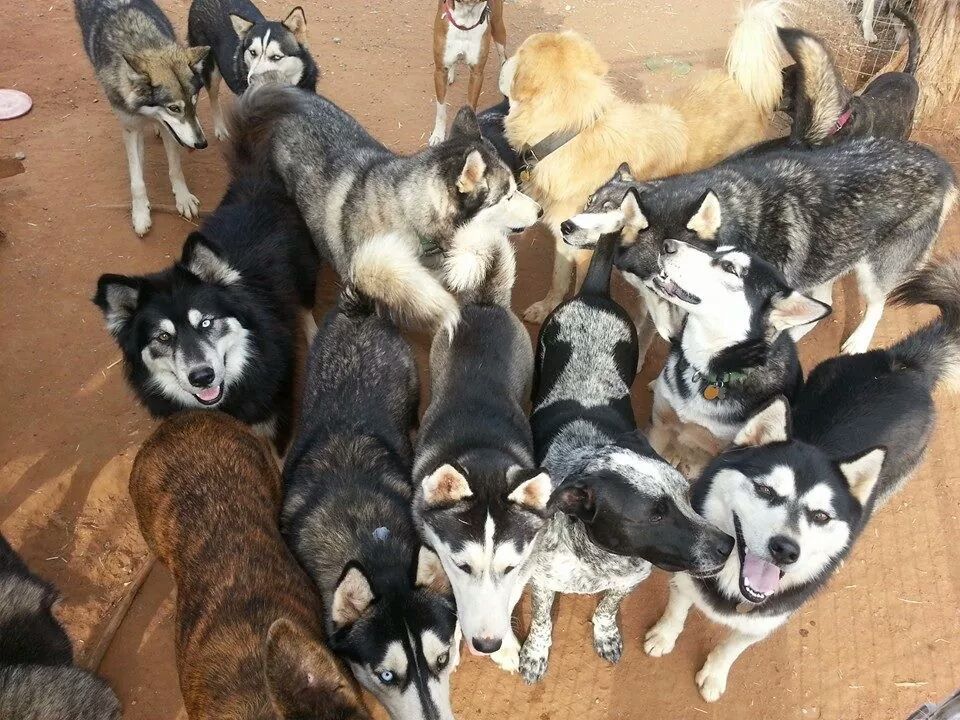 hotdiggitydog-blog:  Pet Angels Rescue in Oklahoma is not a husky/mal rescue. But